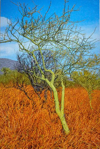 Israel Nazario_Árbol verde_Arte_Oaxaca