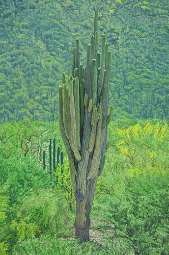 Israel Nazario_Cactus_Arte_Oaxaca
