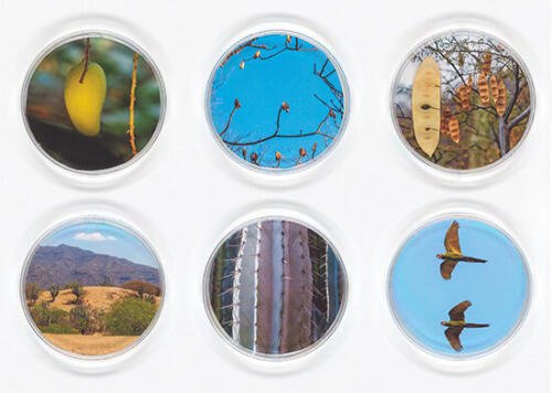 Vicki Ragan_Selection 1_Arte_Oaxaca