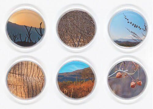 Vicki Ragan_Selection 2 from Biospheres_Arte_Oaxaca