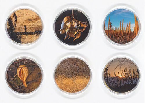 Vicki Ragan_Selection 3 from Biospheres_Arte_Oaxaca