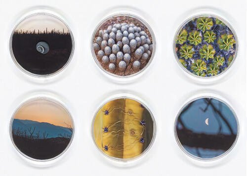 Vicki Ragan_Selection 4 from Biospheres_Arte_Oaxaca