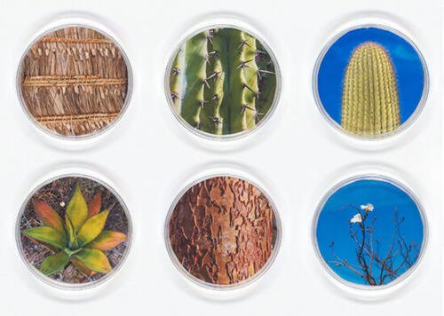 Vicki Ragan_Selection 5 from Biospheres_Arte_Oaxaca