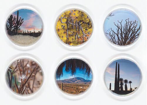 Vicki Ragan_Selection 6 from Biospheres_Arte_Oaxaca